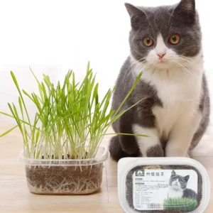 Hạt giống cỏ mèo tươi 100g