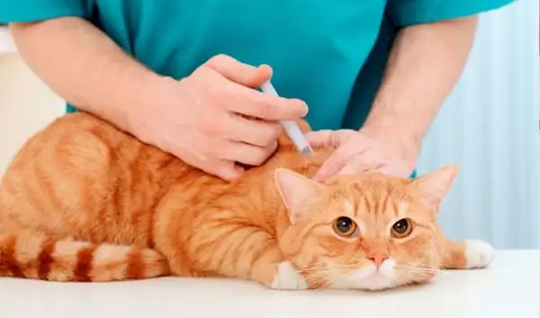 Lịch tiêm phòng vaccine cho mèo các Sen cần chú ý
