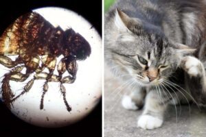 fleas on cats