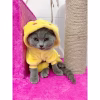 Áo lông pikachu
