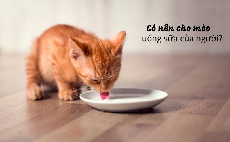 có nên cho mèo uống sữa của người