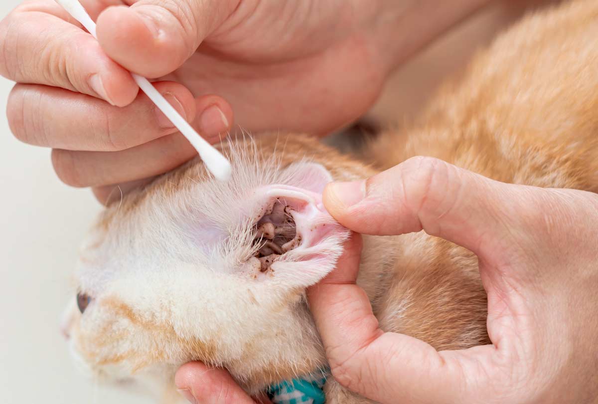 Ear mites