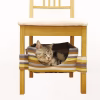 Nệm giấu dưới ghế Cattyman