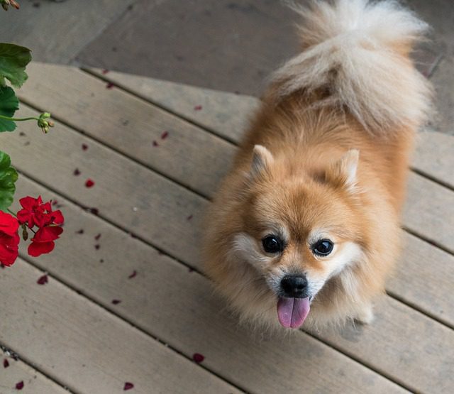 pomeranian 1541798 640