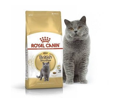 Hạt cho mèo Royal Canin British ShortHair Adult