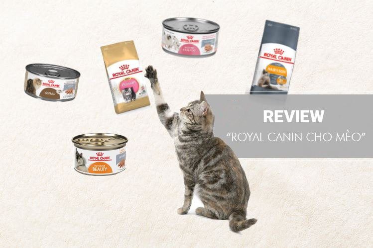 Review hạt Royal Canin cho mèo có tốt không