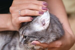 ear mites in cat