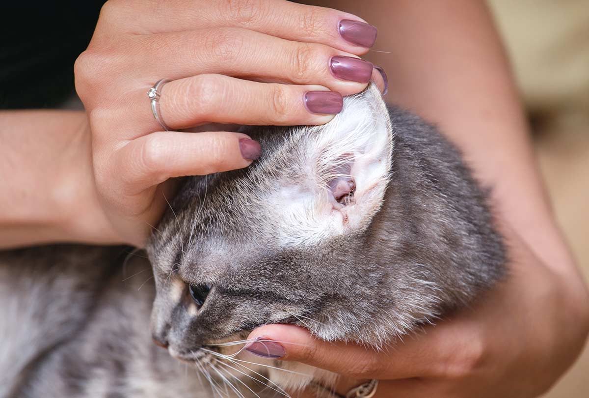 Ear mites in cat