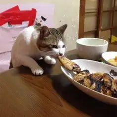 Mục này có hình ảnh của: 146 Cat-Thieves That Were Caught Red-Pawed