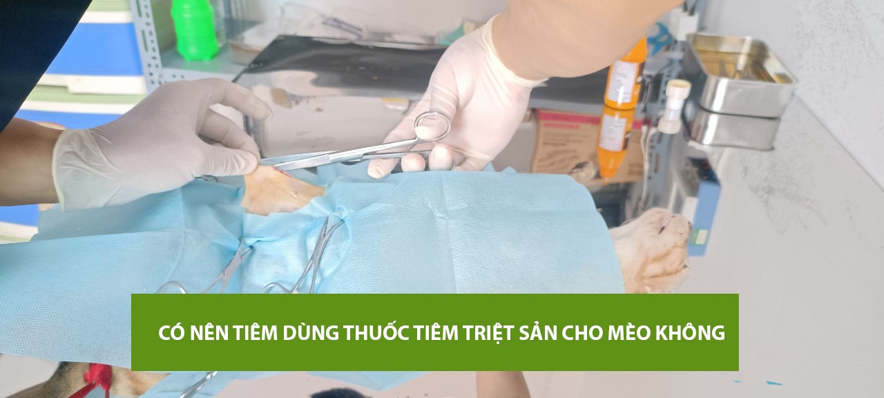 Triet san cho meo