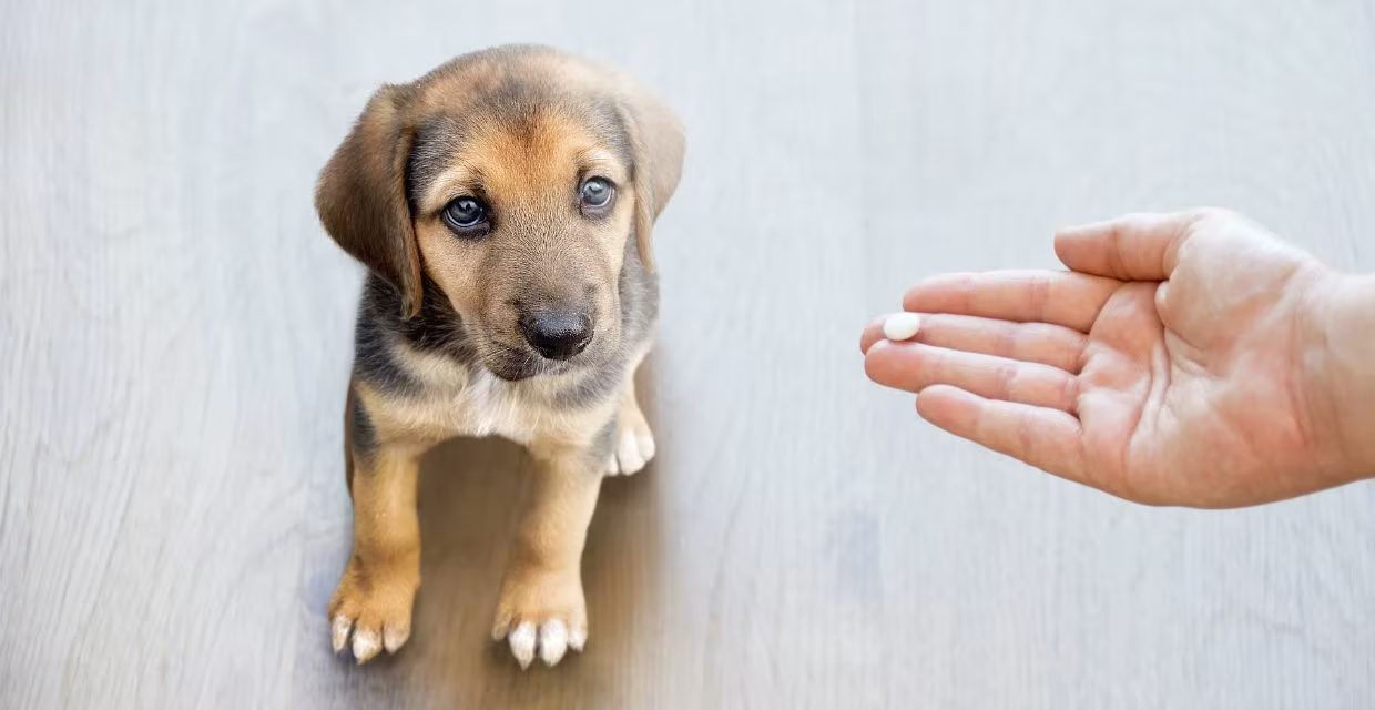 Lưu bản nháp tự động