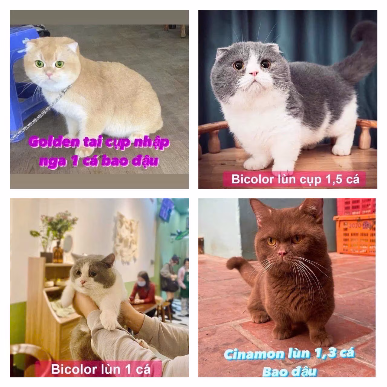 Lưu bản nháp tự động