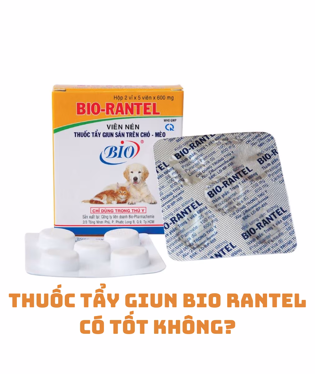 Lưu nháp tự động
