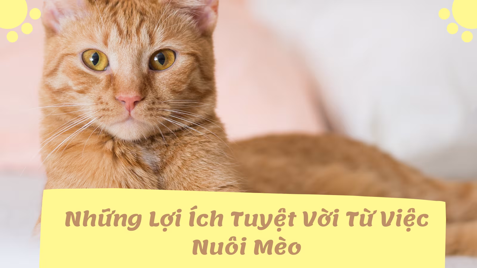 Lưu nháp tự động