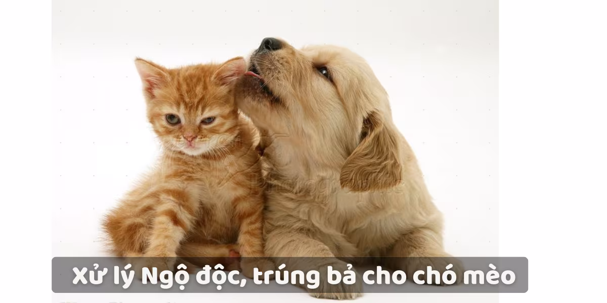 Lưu nháp tự động