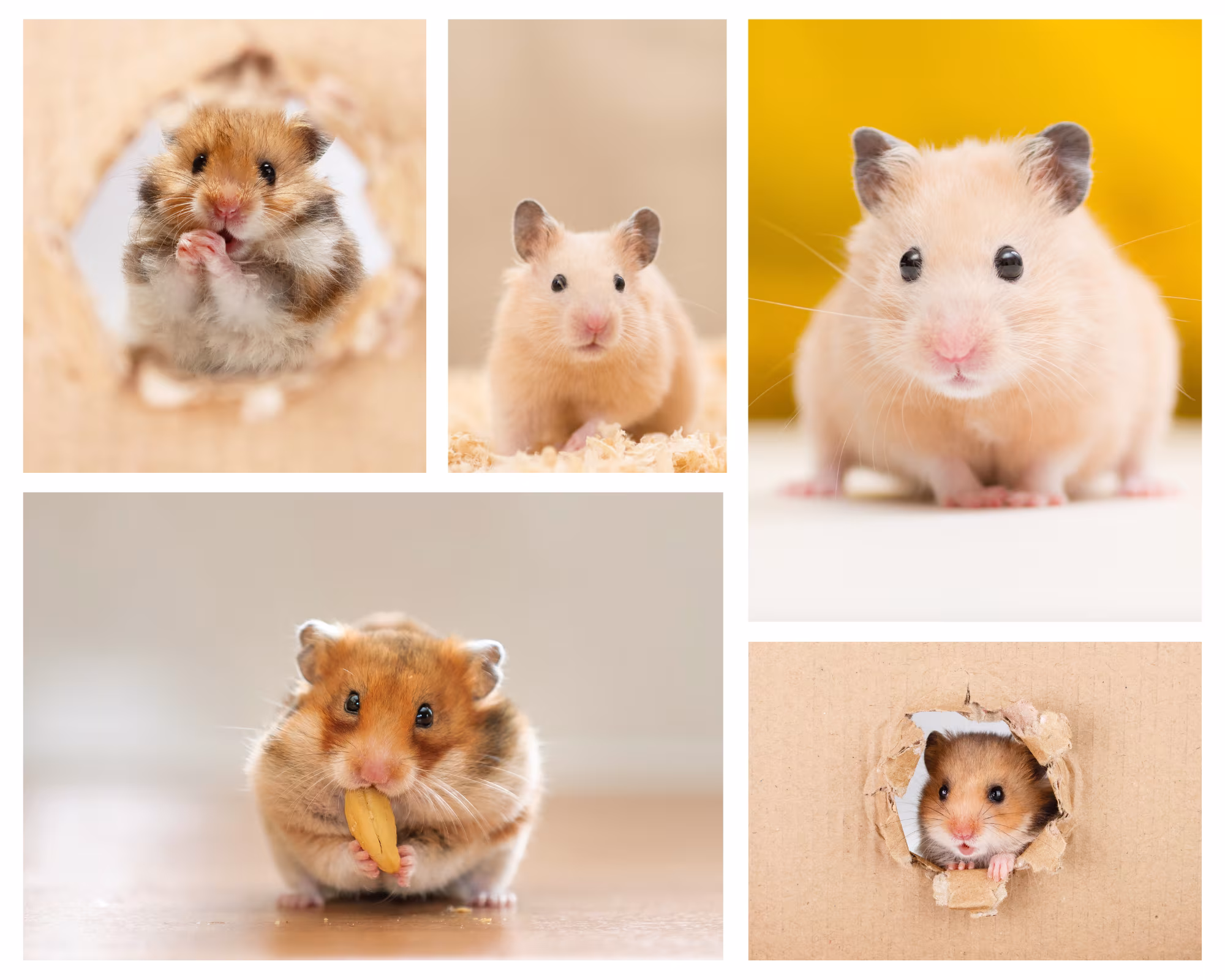 Hamster, Chuột Lang (Bọ &Uacute;)