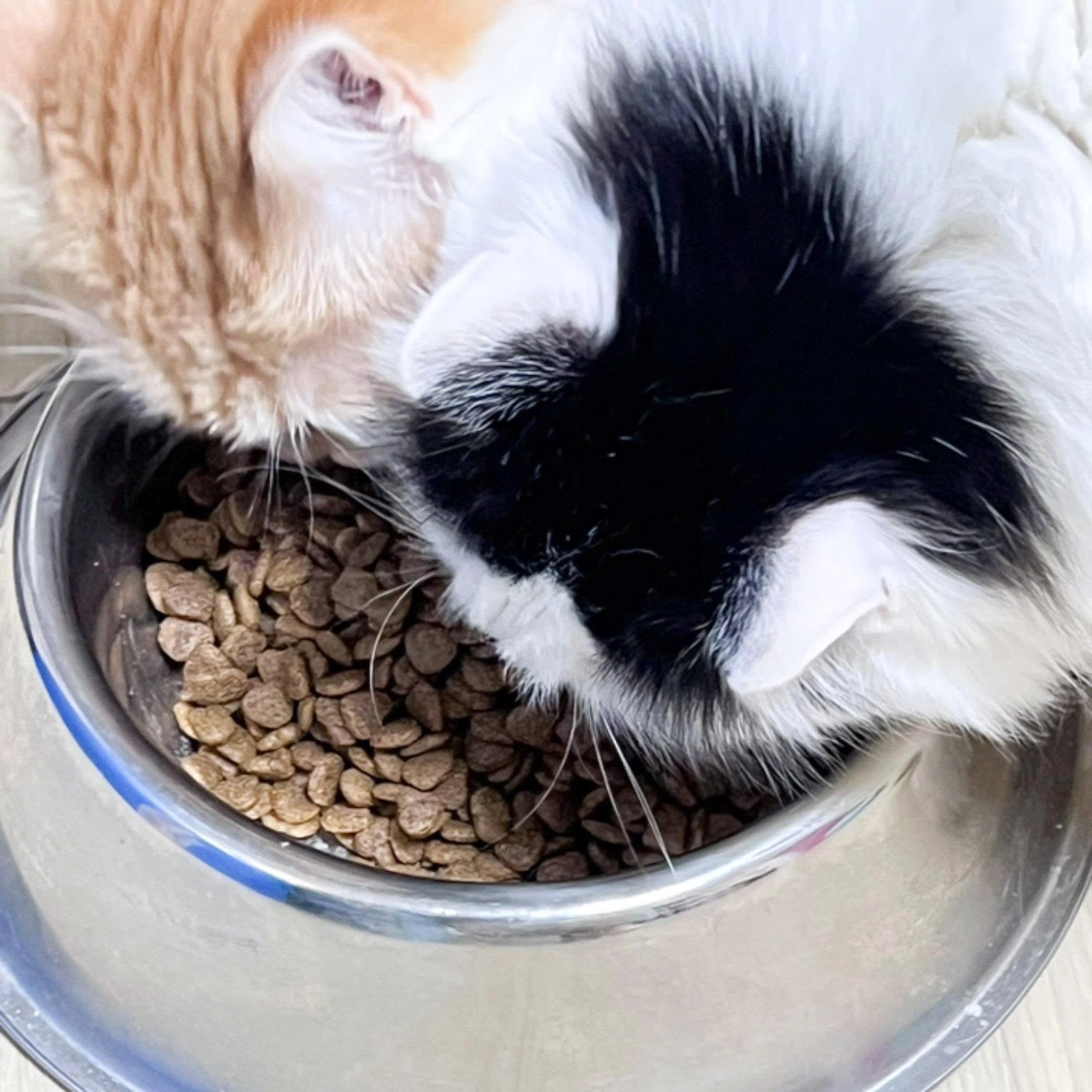 Hạt Cho Mèo 1kg Care Cat All Life