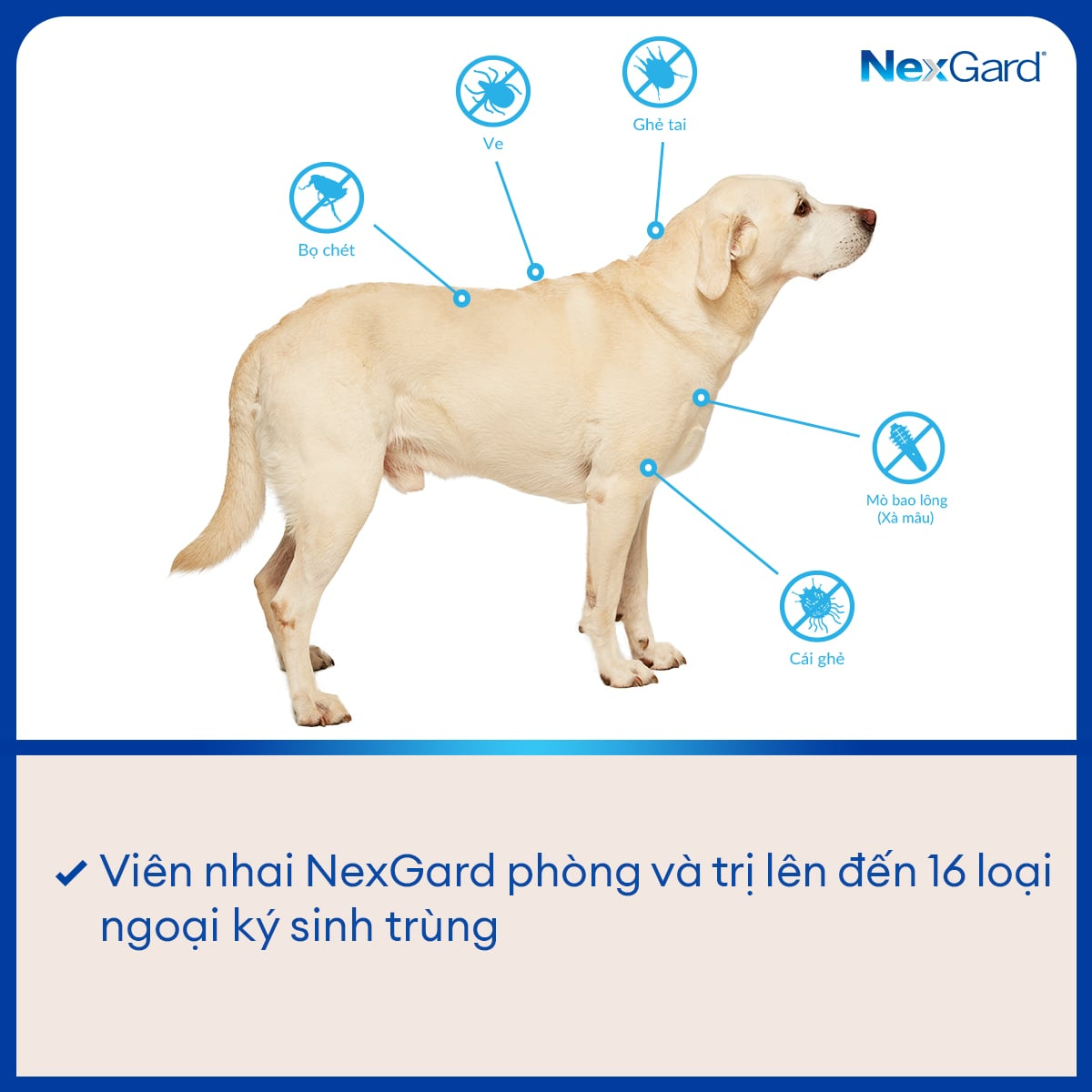 NexGard – Viên nhai hàng tháng – Phòng và trị ngoại ký sinh trùng cho chó