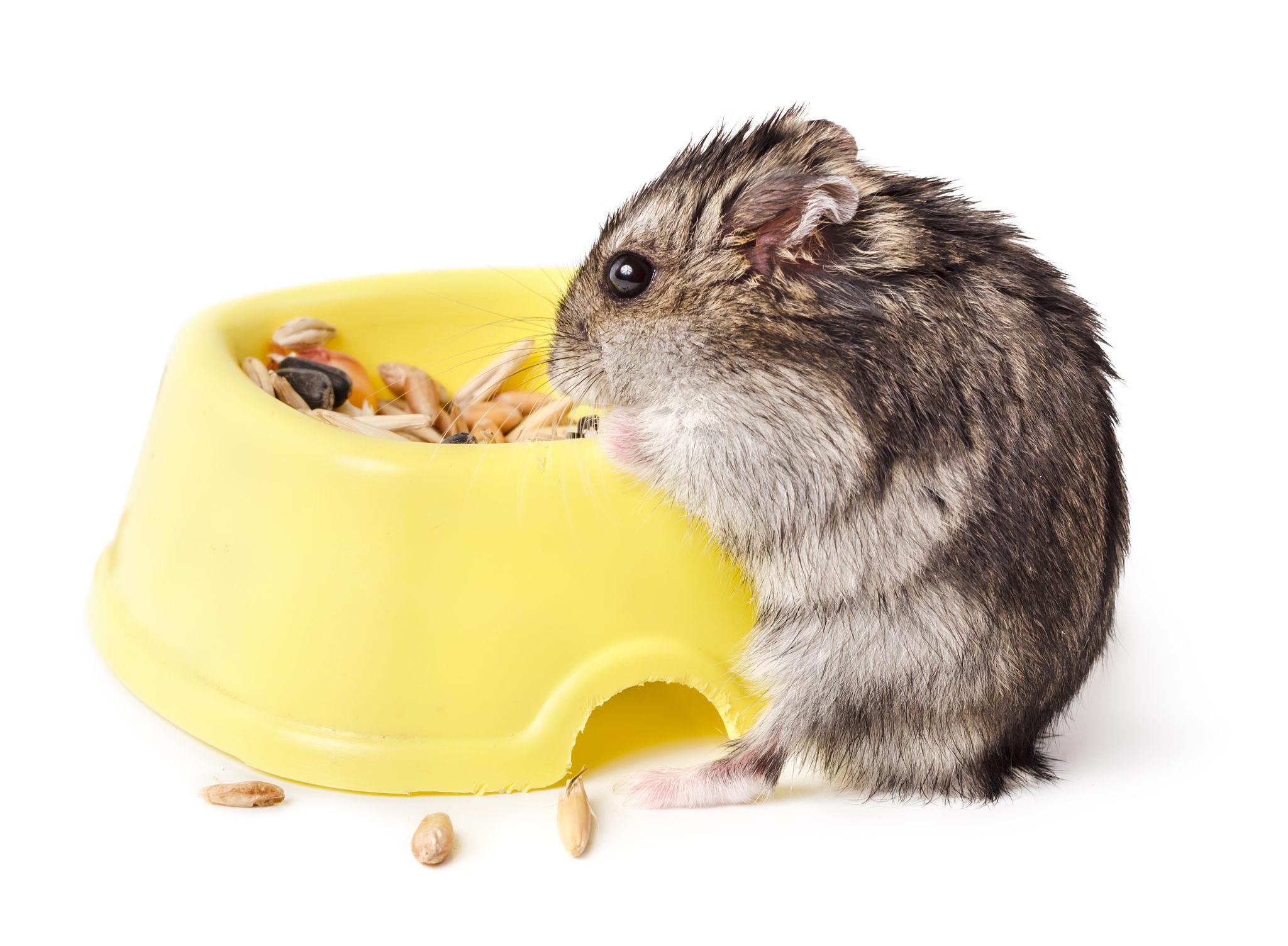 Thức ăn cho chuột hamster