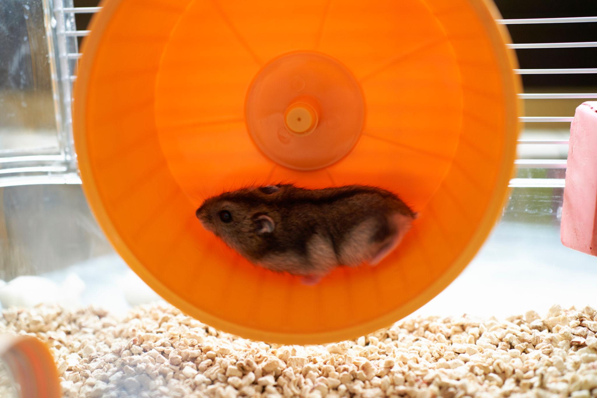 Cach nuoi hamster