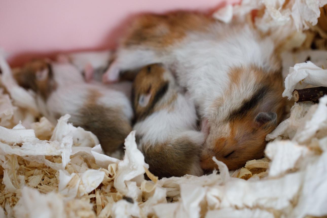 Hamster can con