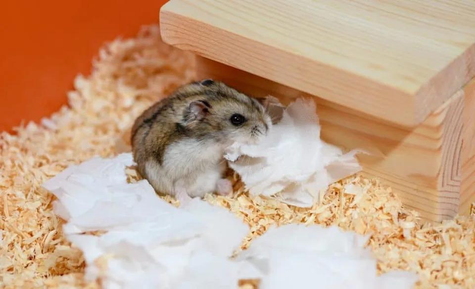 Hamster mang thai