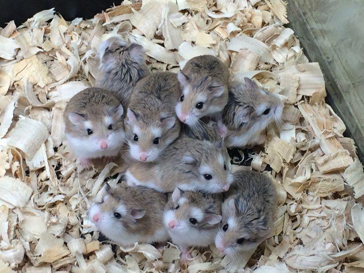 Hamster robo