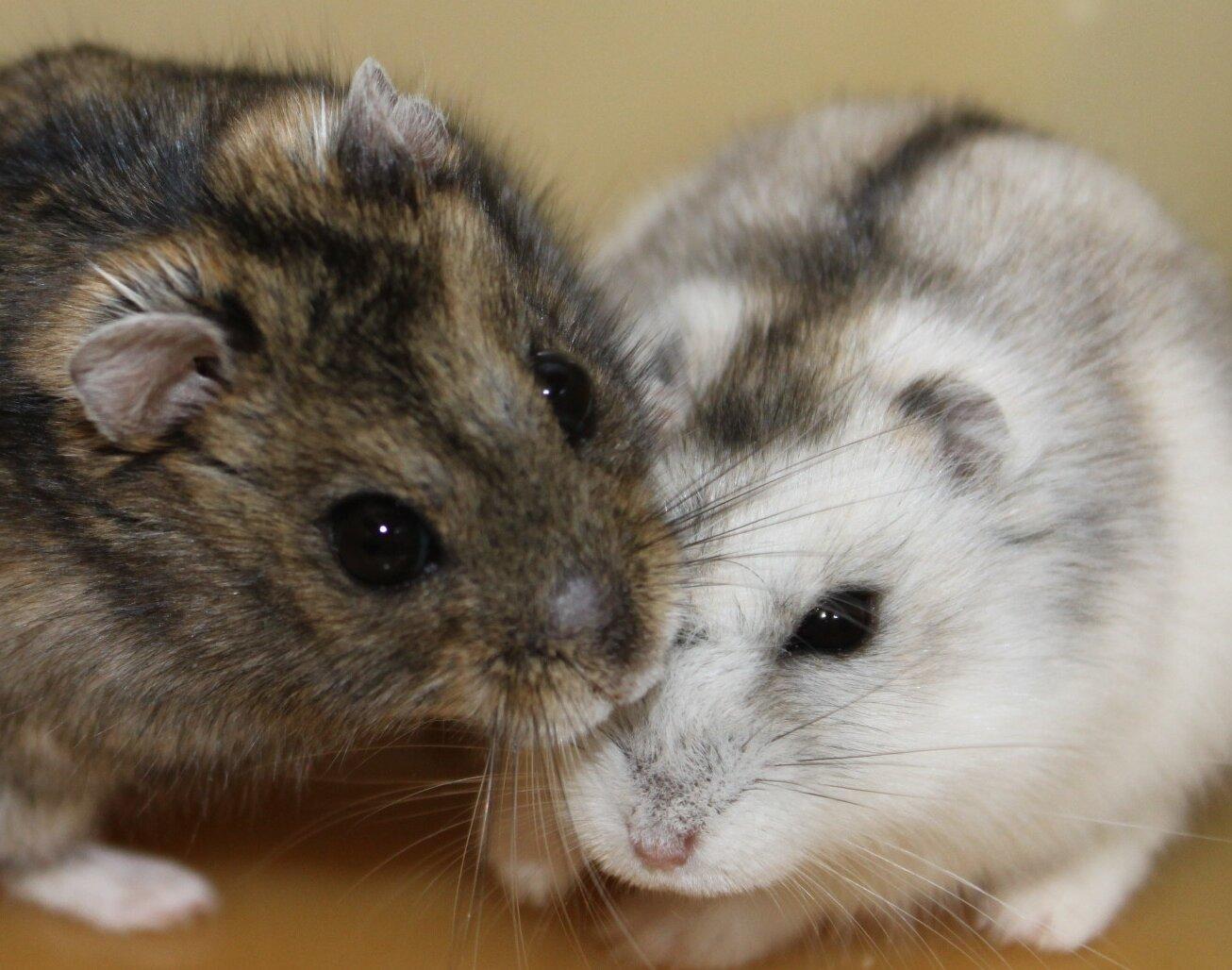 Sinh san o hamster