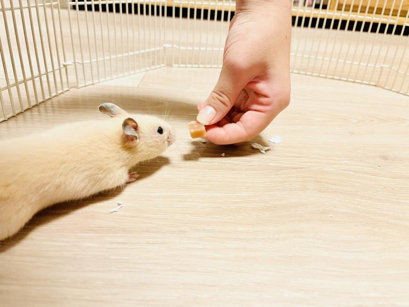 Thuan hoa hamster