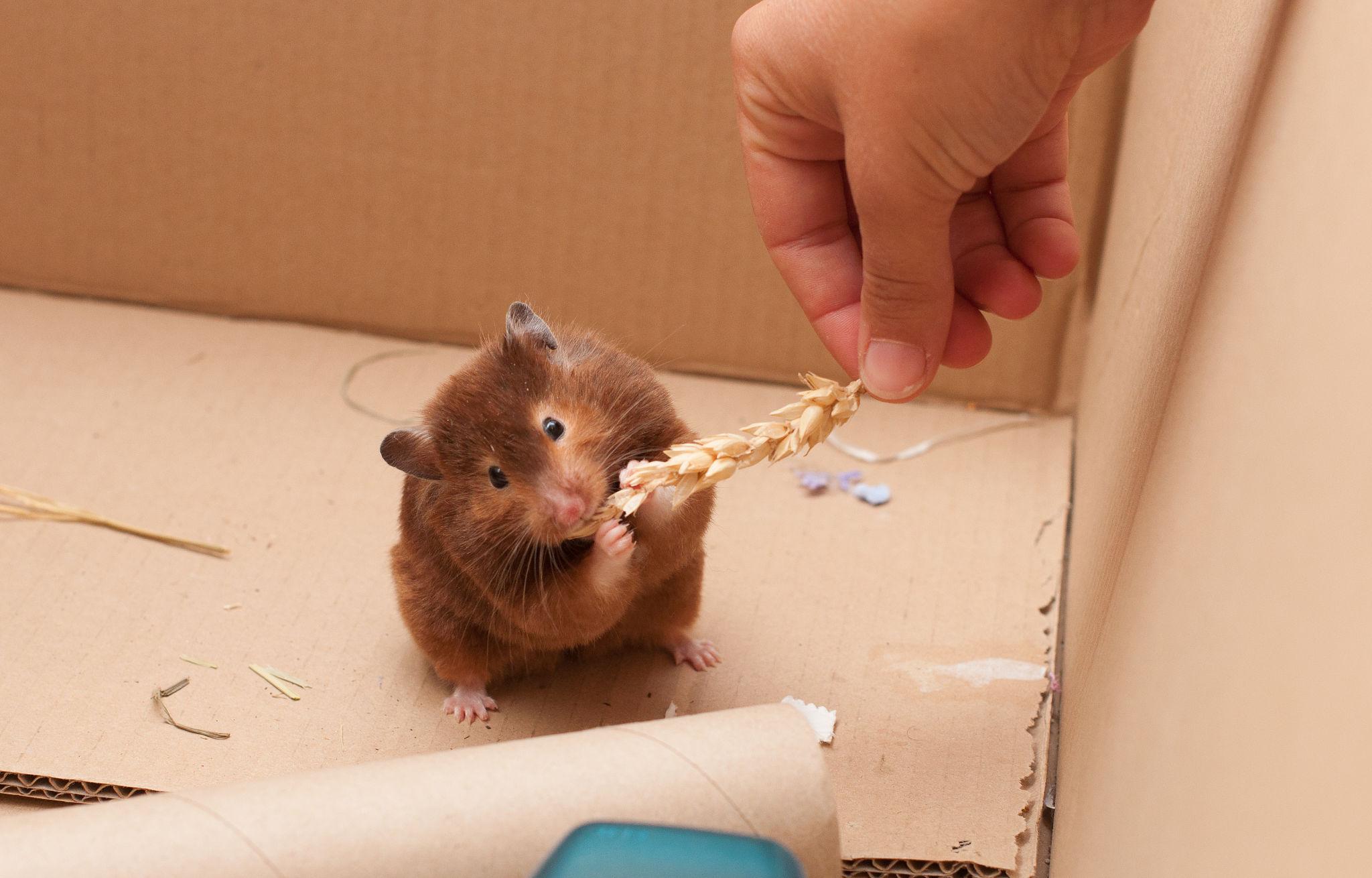 Thuan hoa hamster