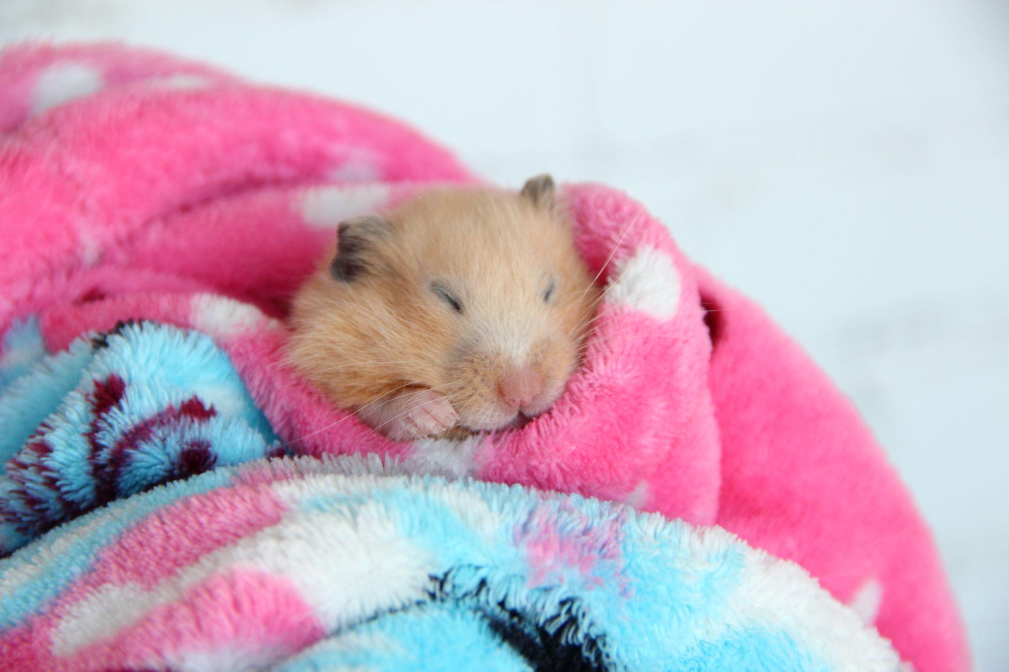 Tuoi tho cua hamster