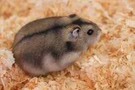 Campbell's dwarf hamster | Animal Database | Fandom