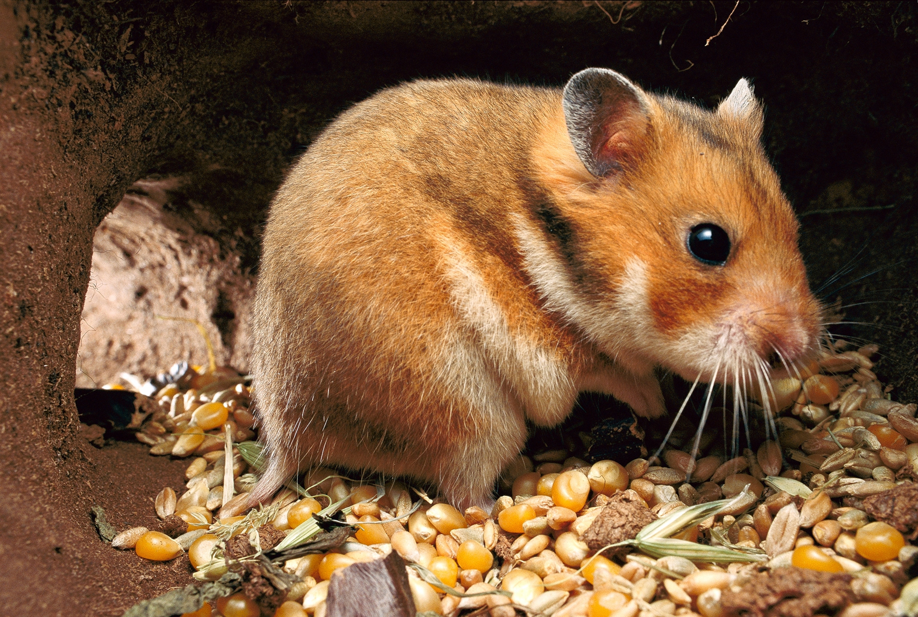 Your Hamster May Have Surprising Origins | National Geographic