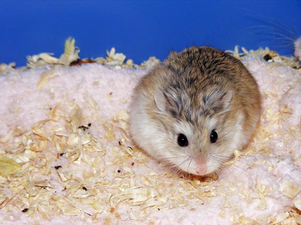How To Keep A Roborovski Dwarf Hamster - Robo Hamster Care Guide